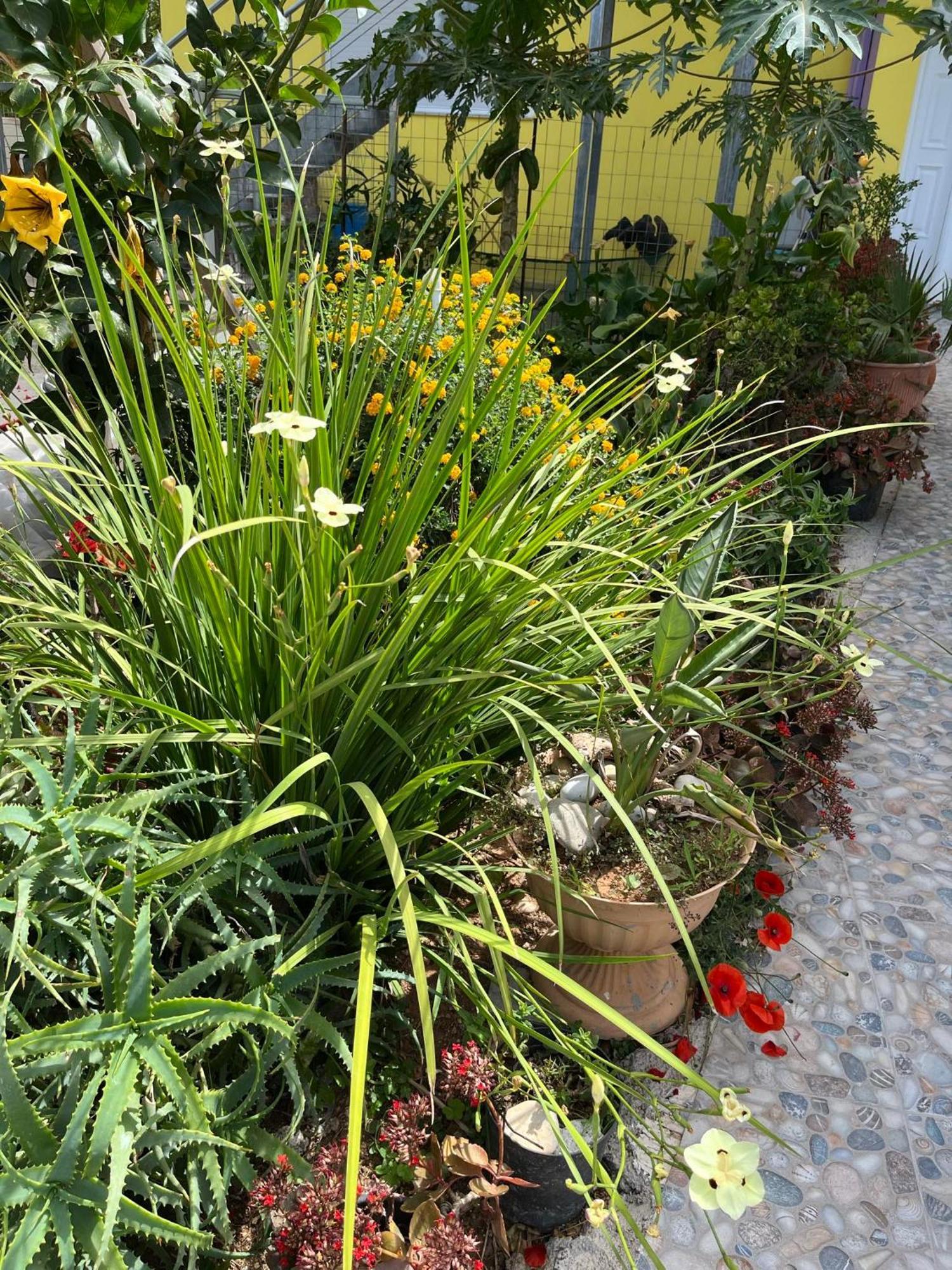 Agapi's Seaside Place Apartament Faliraki